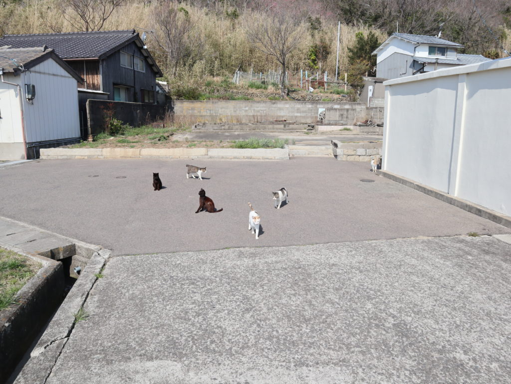 佐柳島　猫