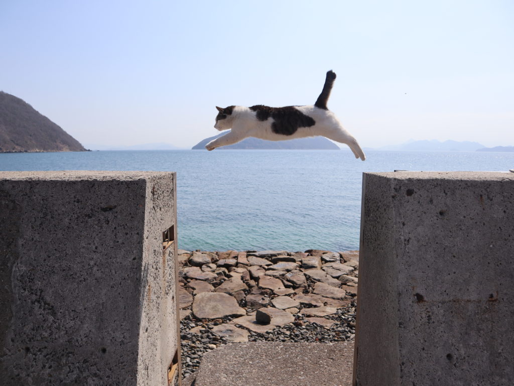 飛び猫　佐柳島