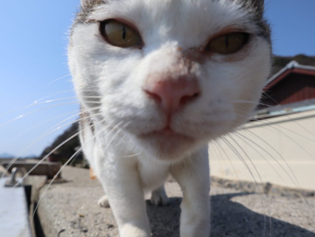 年 飛び猫の島 佐柳島 の歩き方を紹介 持ち物は 猫に人気のおやつは 撮影方法は 箱入り娘は旅をする