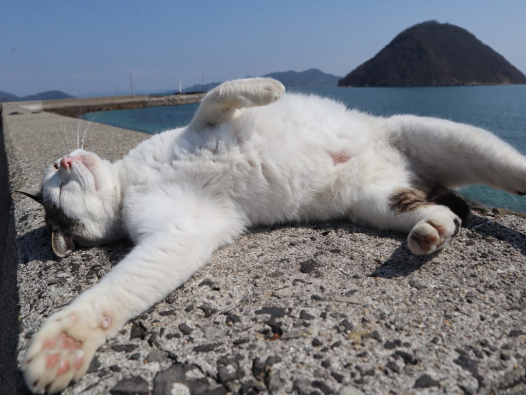 年 飛び猫の島 佐柳島 の歩き方を紹介 持ち物は 猫に人気のおやつは 撮影方法は 箱入り娘は旅をする