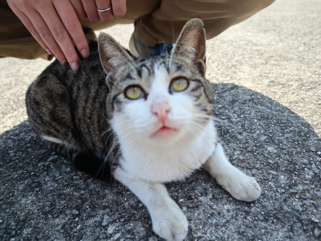 年 飛び猫の島 佐柳島 の歩き方を紹介 持ち物は 猫に人気のおやつは 撮影方法は 箱入り娘は旅をする