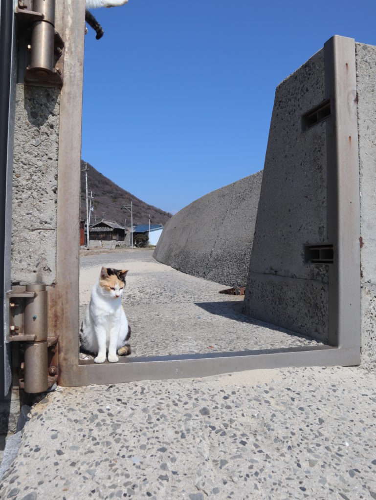 佐柳島　猫