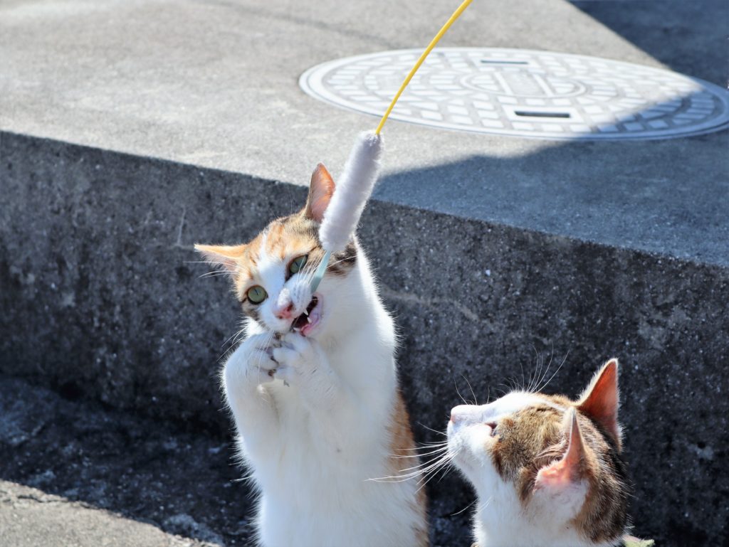 ねこじゃらしとねこ