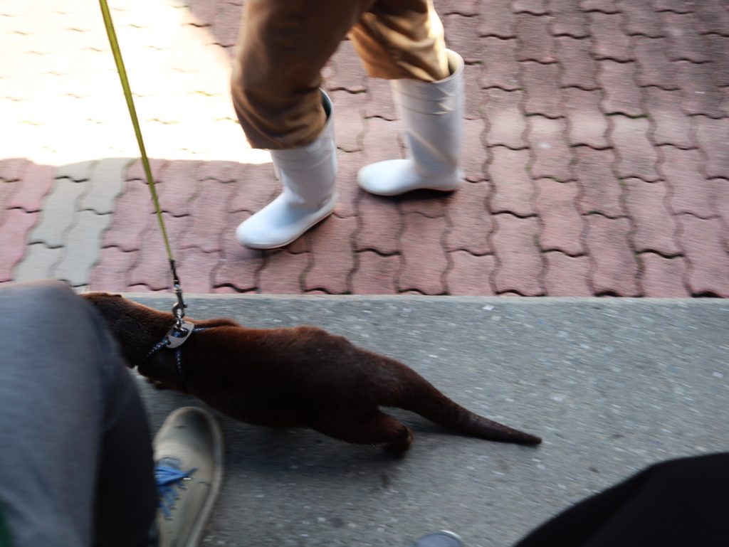 カワウソ