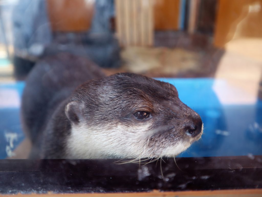 カワウソ