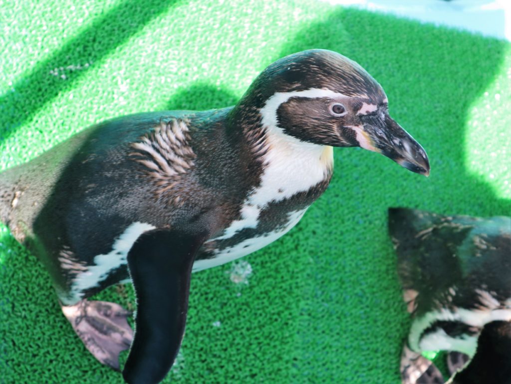 ペンギン