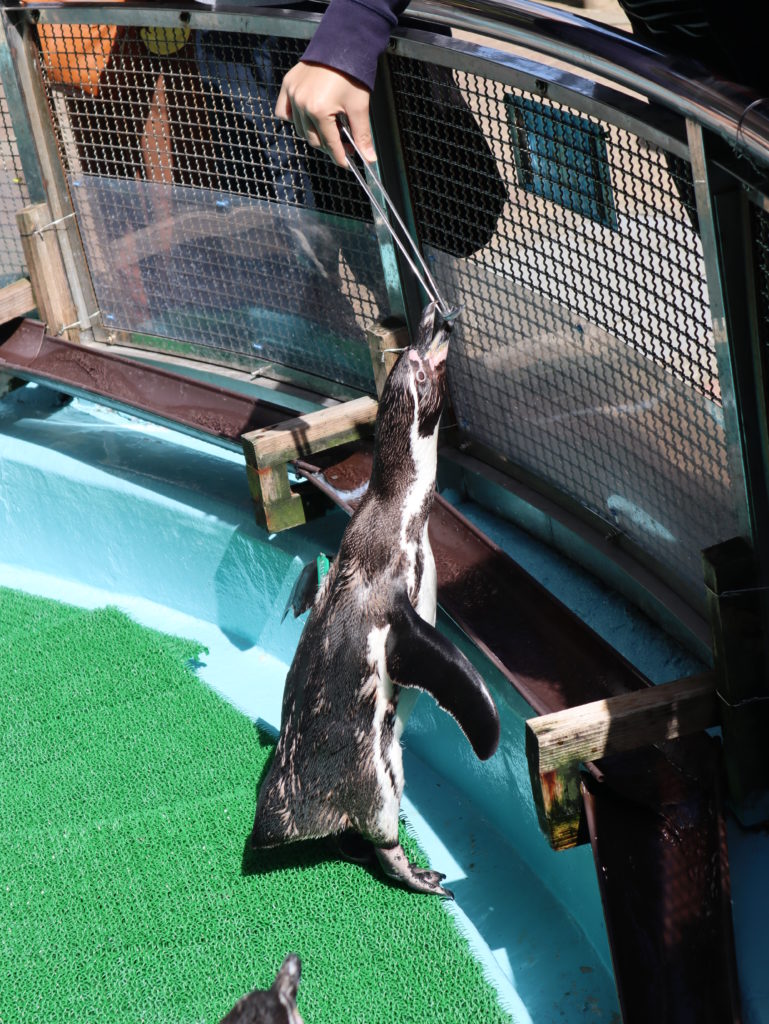 ペンギン