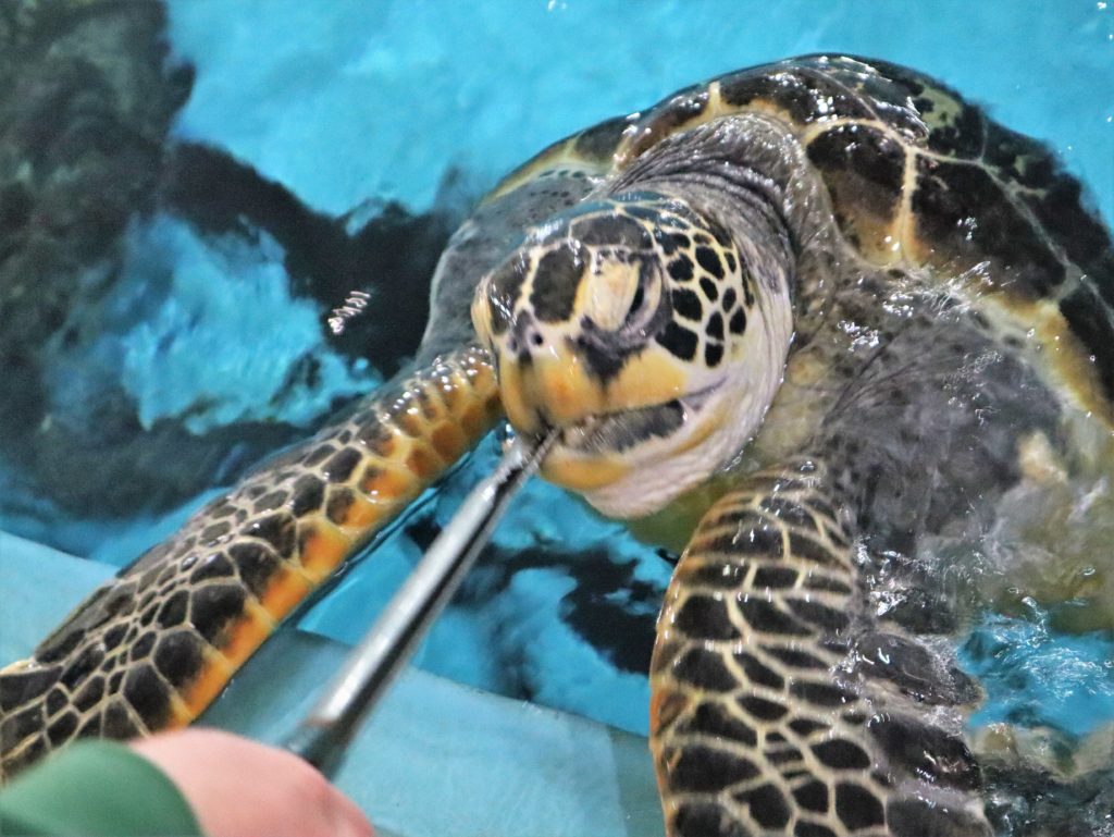 ウミガメ