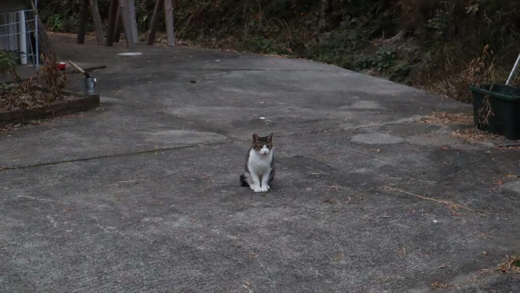 朝山家猫