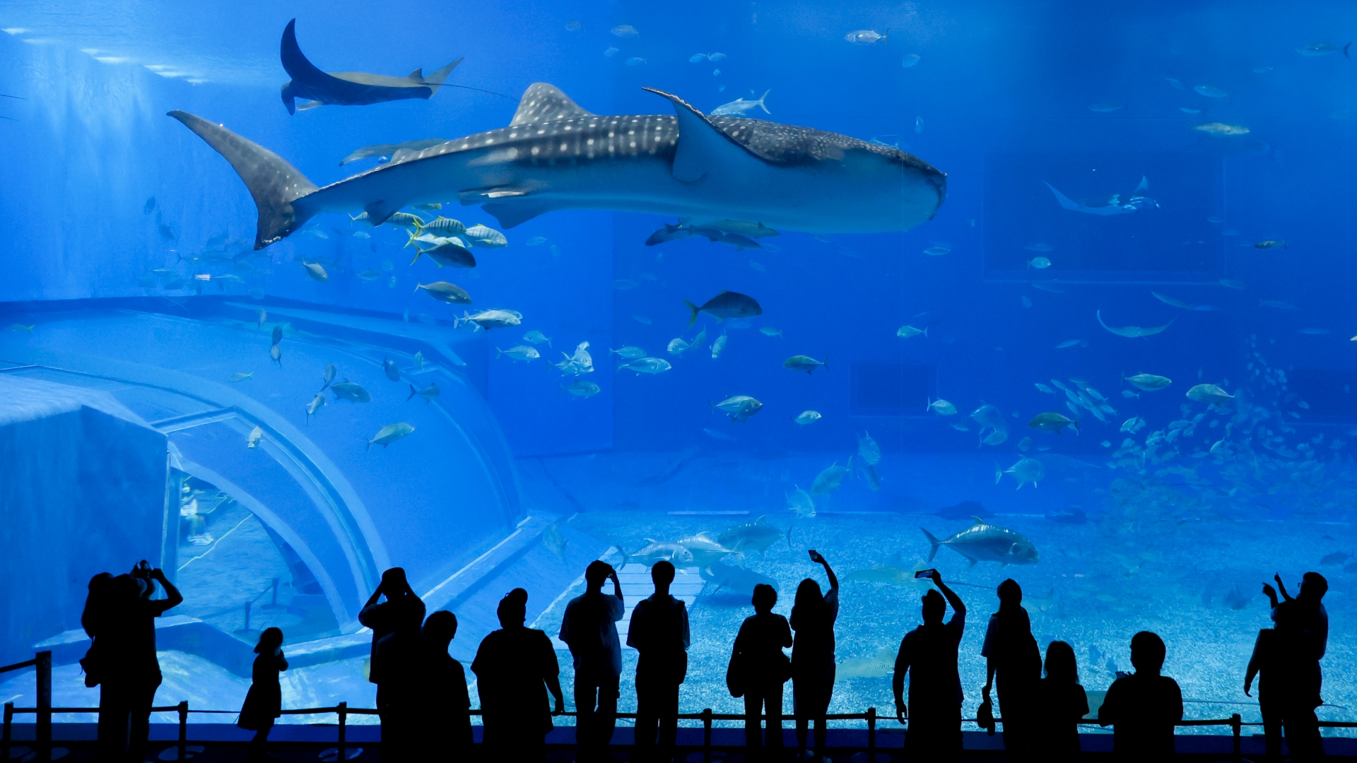 美ら海水族館