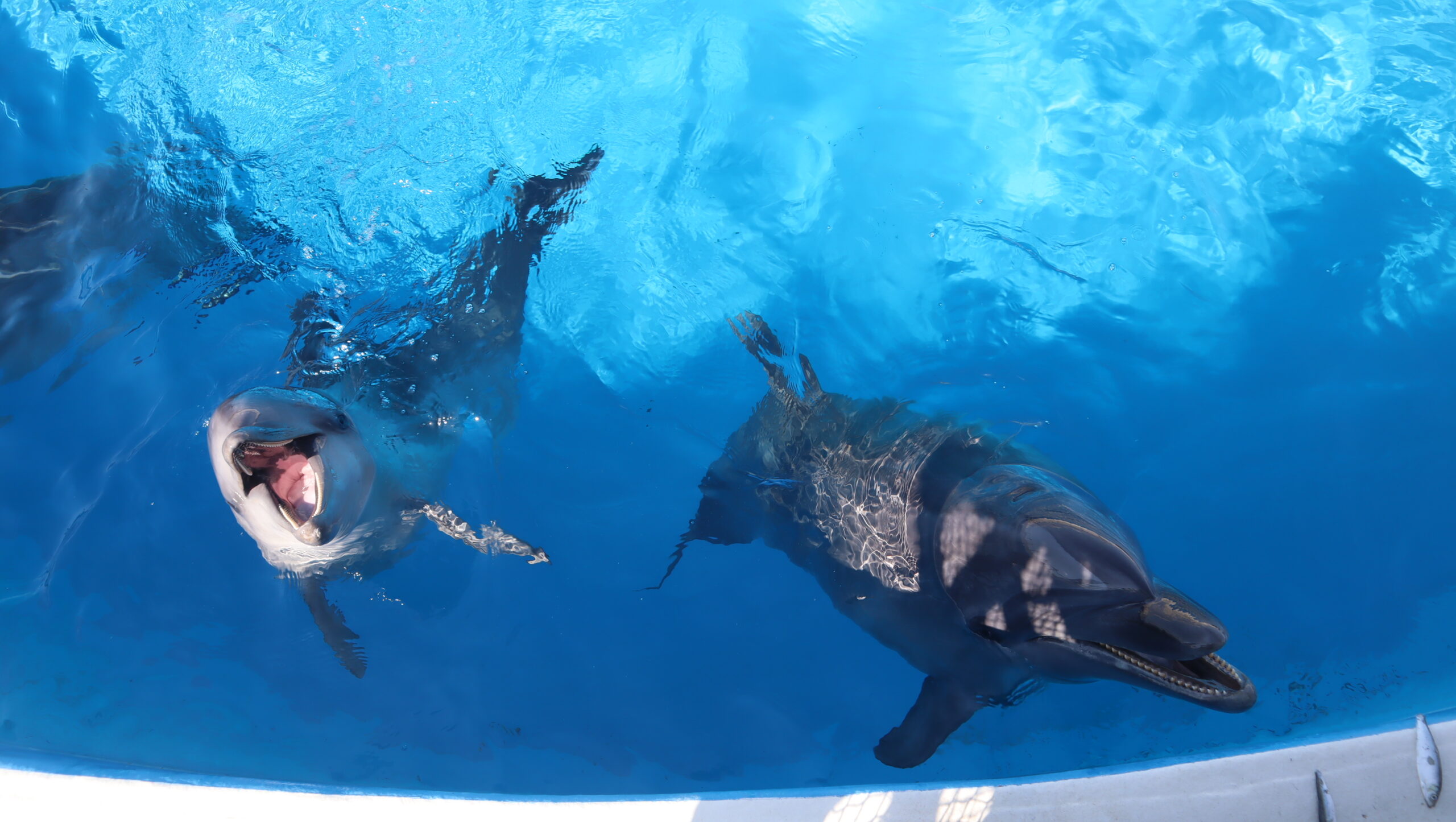 美ら海水族館イルカ給餌体験