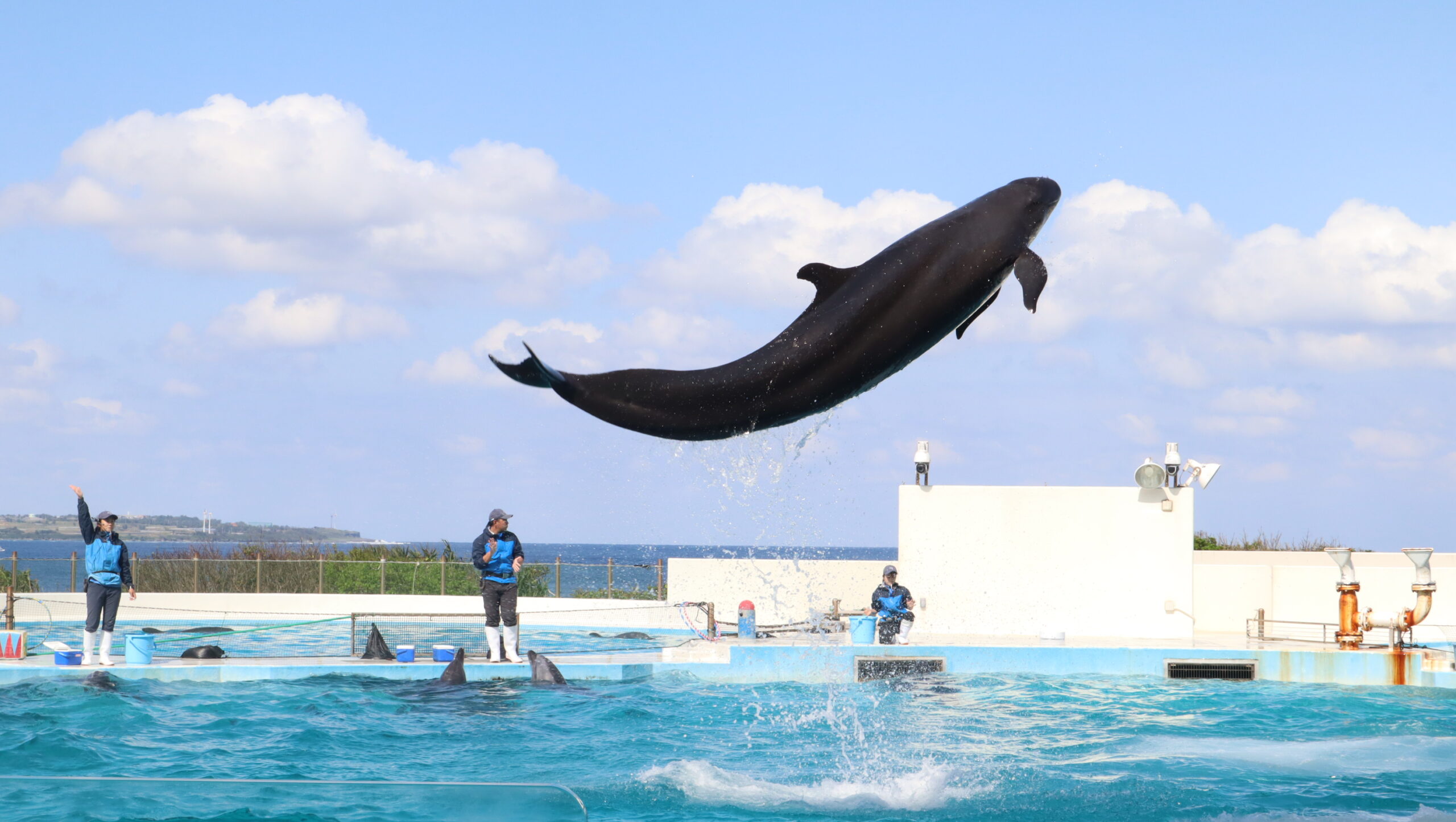 美ら海水族館イルカショー