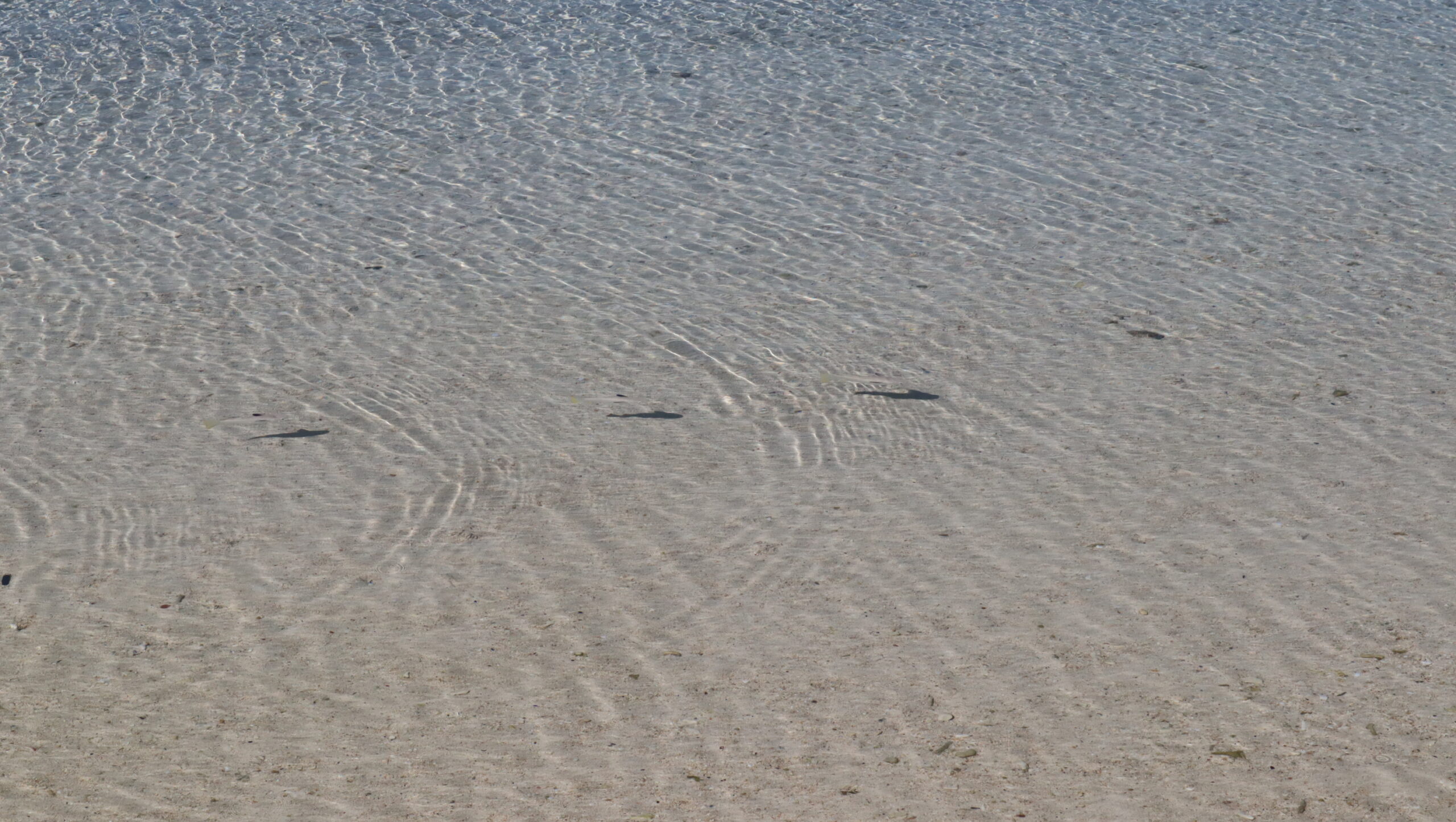 野生の魚