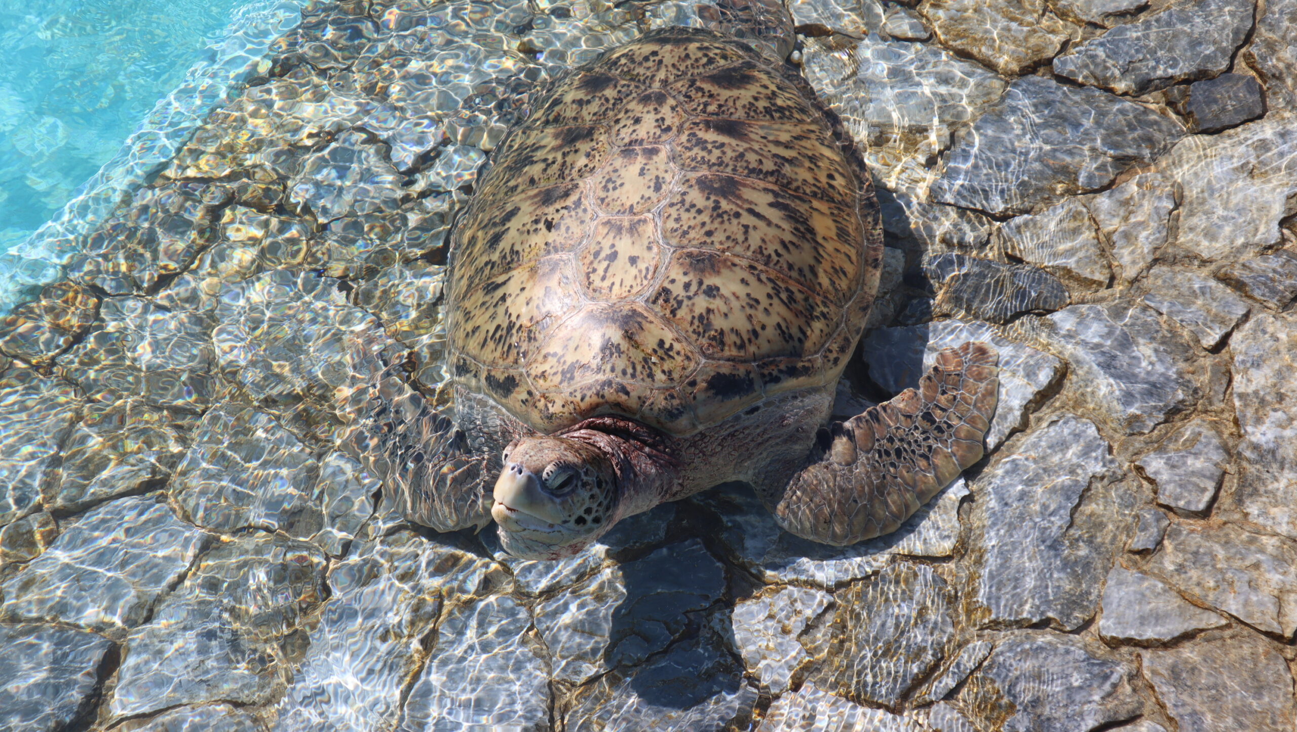 美ら海水族館ウミガメ