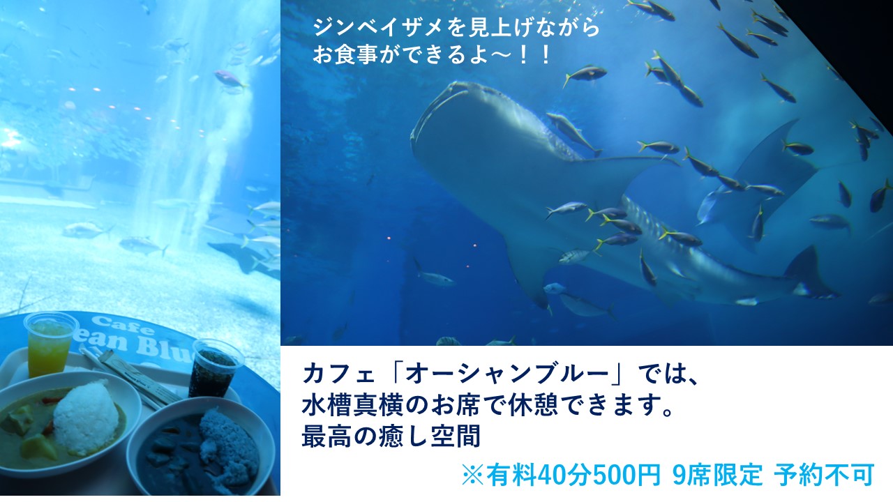 美ら海水族館カフェ