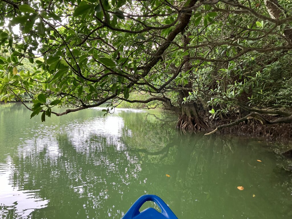 石垣島マングローブカヤック