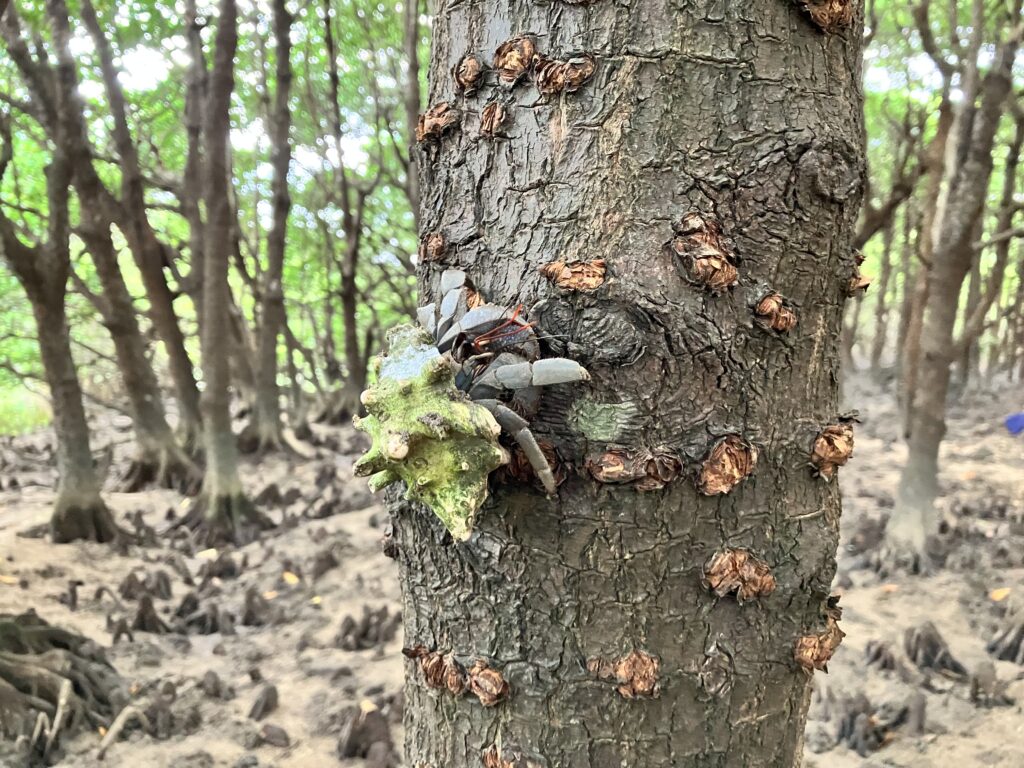 石垣島　マングローブカヤック体験