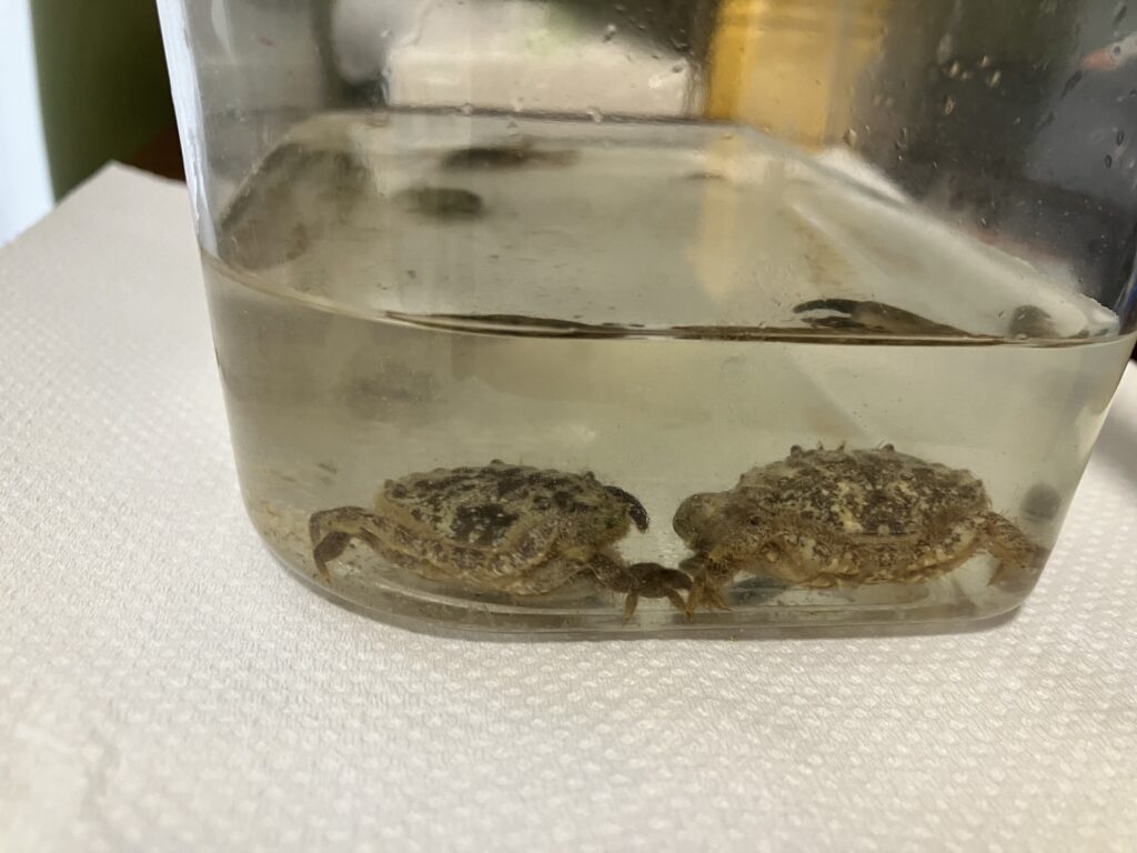 石垣島で捕まえたかに